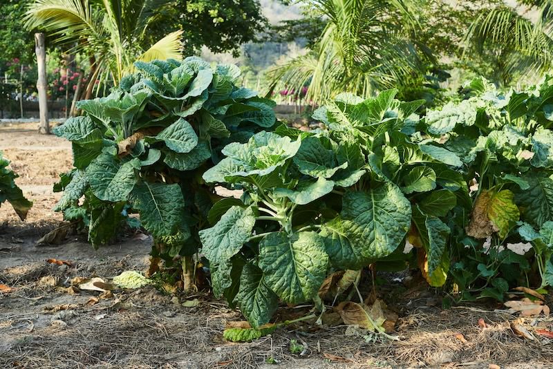Rare variety seeds