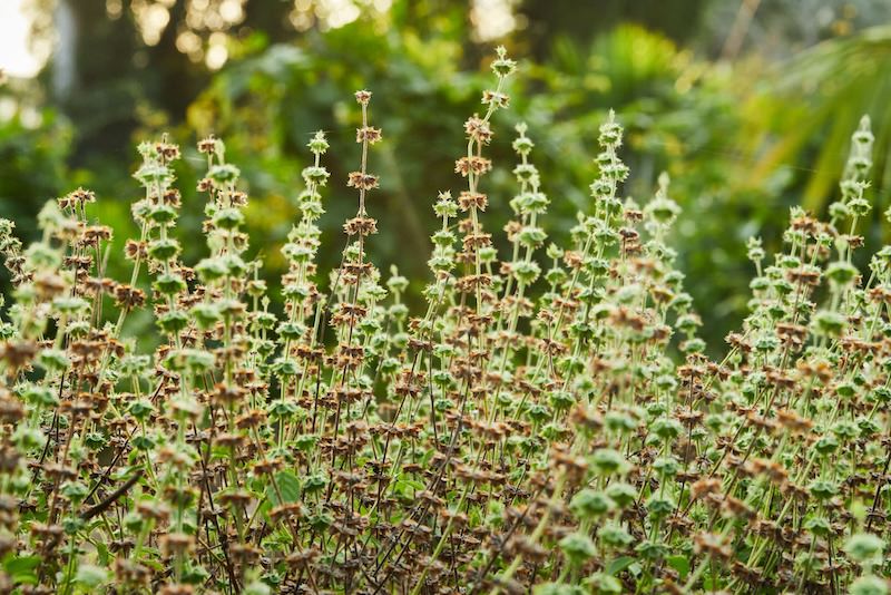 Open pollinated seeds